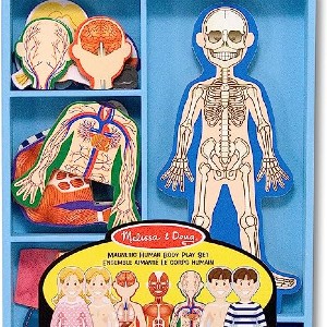 anatomy human body toy wonder noggin