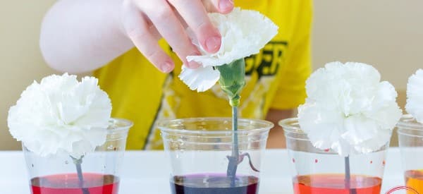 color flower easy science experiments for preschoolers wonder noggin