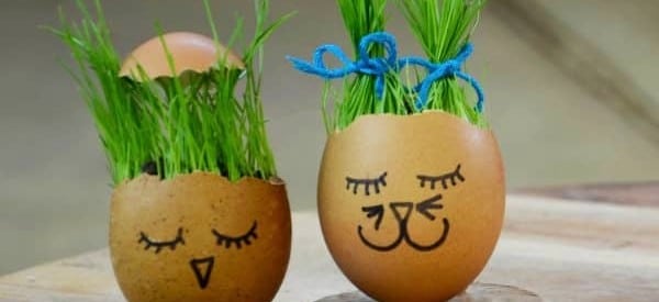 egg heads simple science experiments for preschoolers wonder noggin