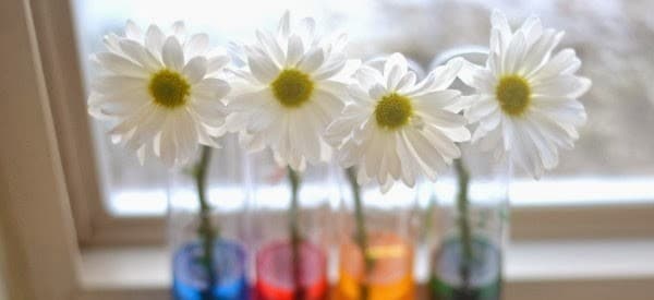 flower experiment fall science experiments for preschoolers wonder noggin