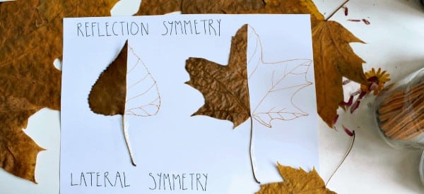 leaf symmetry lesson fall math activities preschoolers wonder noggin