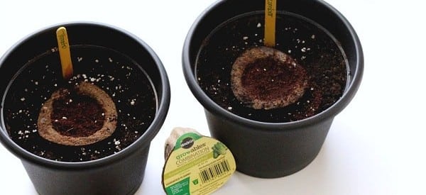 plants easy science experiments for preschoolers wonder noggin