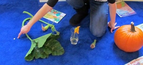 pumpkins fall science experiments for preschoolers wonder noggin